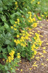 Yellow Loosestrife