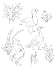 set of birds, png
