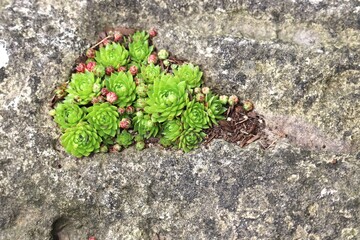 Hens and Chicks