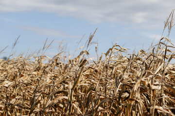 Golden dry corn stalks in autumn before harvest, fall in Wisconsin, United States