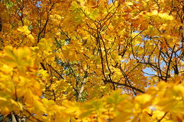 autumn leaves in the park