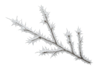 Obraz premium Frozen winter branch covered in white frost