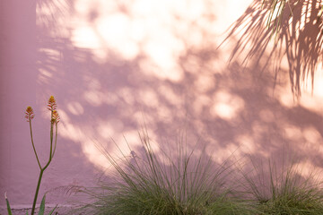 Florals against pink sun dappled wall 