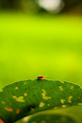 Tiny ladybug perched on a vibrant green leaf with a soft blurred background of nature