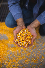 Young worker holding corn kernels during unloading