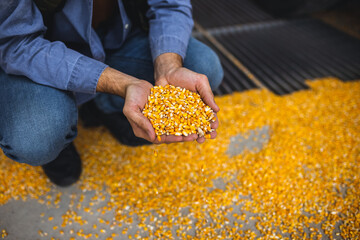 Young worker holding corn kernels during unloading