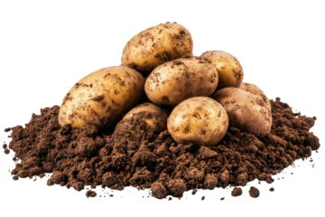 Freshly dug potatoes resting in rich brown soil after a productive harvest in the garden during summer's warm sunlight