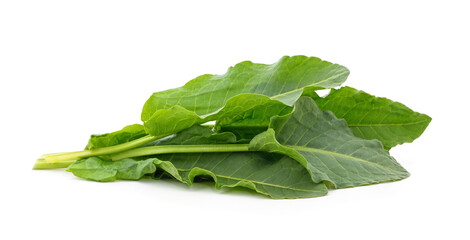 Fresh green sorrel leaves.