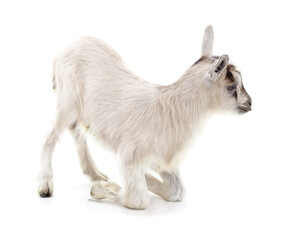 Fototapeta premium White baby goat kneeling on front legs.