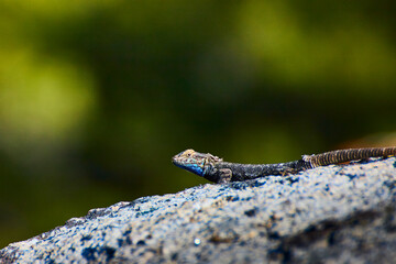 Lizard Resting on Granite Rock with Green Background Yosemite Wildlife Close Up