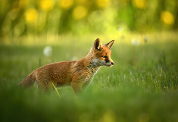 Cute young red fox ( Vulpes vulpes )