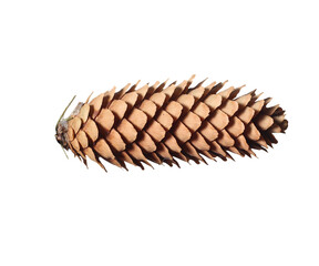 pine cone isolated on transparent background