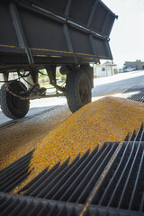 Pile of harvested corn at collection point