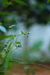 Delicate Wild Flower Buds Against a Soft Green and White Bokeh Background