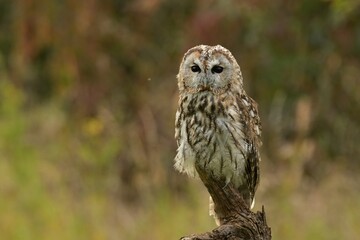 Tawny owl Strix aluco bird young northern long-eared owl feather dusty fluff wild nature lesser horned cat, beautiful animal, lovely animal, bird watching ornithology, fauna wildlife sweet Europe