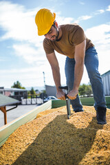 Young worker sampling corn on trailer with probe