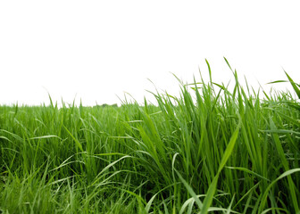 Panoramic Overgrown Green Grass Background | Realistic Nature Texture with Clipping Path