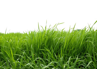 Panoramic Overgrown Green Grass Background | Realistic Nature Texture with Clipping Path