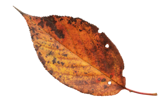 Dry red leaf with black spots isolated transparent png - Powered by Adobe