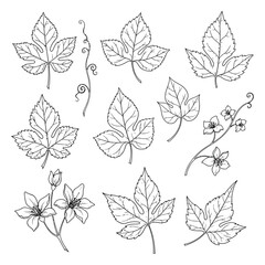 Collection of hand-drawn vine leaves, flowers, and tendrils. Vintage botanical sketch vector illustration set.