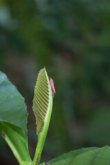 Close-up of a Young, Rolled Leaf Bud Unfurling with a Small Insect on Top