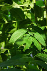 Obraz premium Close-up of Lush Green Foliage with Natural Light and Shadow