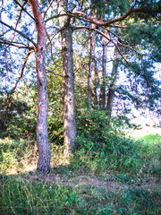A wall of pine trees on an early autumn morning.