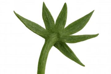 Green plant sepal or calyx with multiple leaves or petals from a flower bud, isolated on transparent background