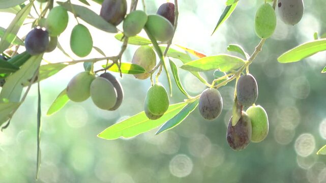 Olives ripening on olive tree branch in sun