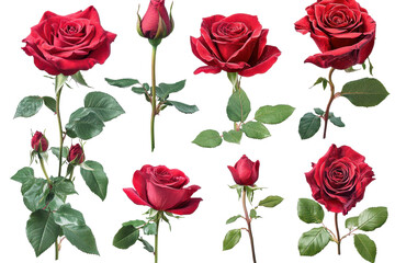 Stunning collection of red roses showcasing different stages from bloom to bud in a bright setup