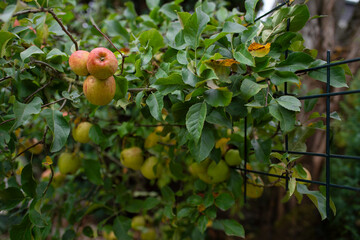 Espalier fruit grows in gardens in Germany. An apple tree whose shoots have been trained into a flat shape through careful pruning, bending, and tying to a metal frame. The fruit is ripe in September.