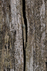 oak trunk, a perennial tree covered with moss