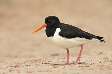 Eurasian oystercatcher haematopus ostralegus bird rain water in pond wetland wading shorebirds waders young nature wildlife cute darling, beautiful animal, ornithology, fauna wildlife Europe