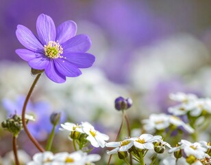 A Beautiful Close-up of a Purple Flower in a Field of White Flowers