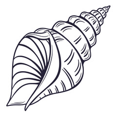 Spiral seashell line art vector conch marine