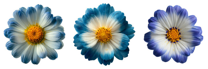 Set of Beautiful blue flower with yellow center on transparent png background. Ai generated