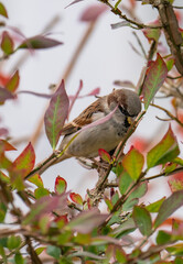 sparrow on a branch