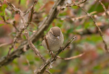 sparrow on a branch