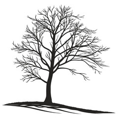 Obraz premium Black bare tree silhouette with shadow on white vector
