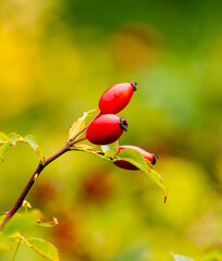 red rose hips