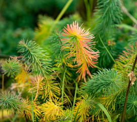 Autumn grass after the first frost