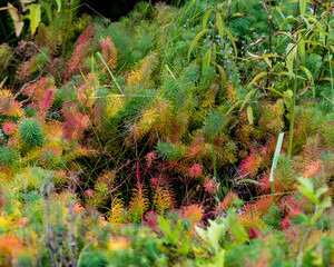 Autumn grass after the first frost