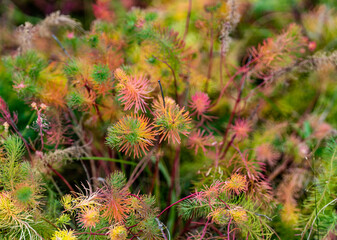 Autumn grass after the first frost