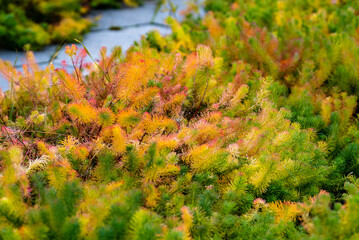 Autumn grass after the first frost