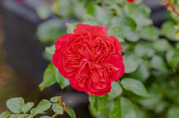red rose in garden