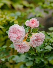 pink roses in garden