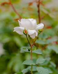 white rose on green