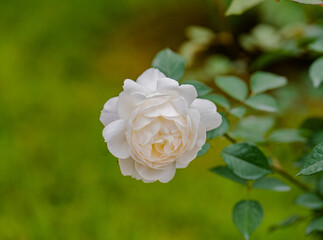 white rose on green