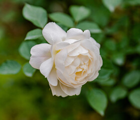white rose on green