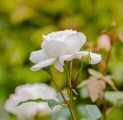 white rose on green